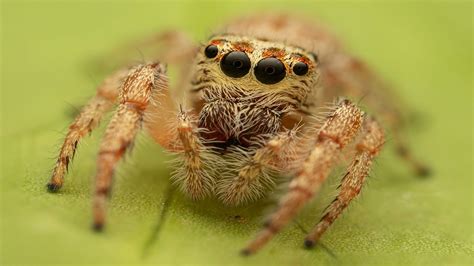 Lucas The Spider In Real Life Opisthoncus Sexmaculatus Youtube