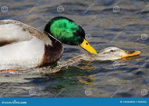 Pair Of Mallard Ducks Mating On The Water Stock Photo Image Of Green