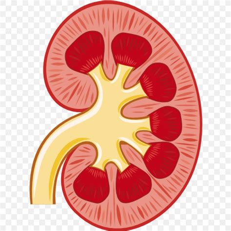 Kidney Renal Pelvis Renal Artery Clip Art, PNG, 1024x1024px, Kidney ...