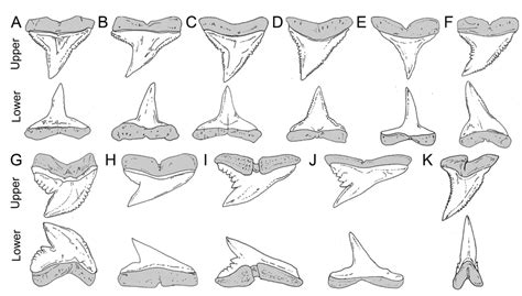 Requiem Sharks Carcharhinidae Tiger Sharks Galeocerdidae