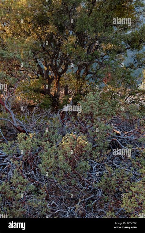 Arctostaphylos Manzanita Hi Res Stock Photography And Images Alamy