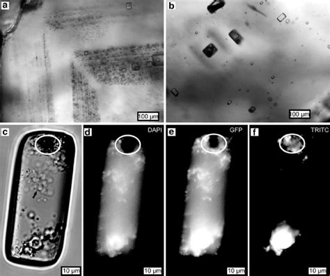 Photomicrographs Of Prokaryotes In Fluid Inclusions In Ancient Halite