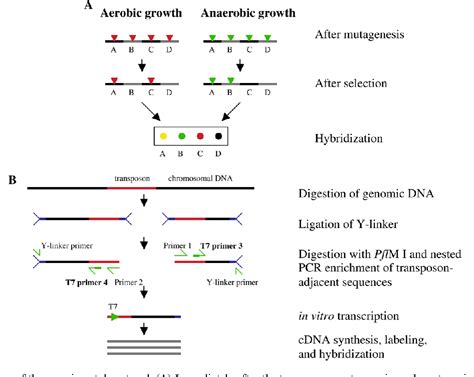 Figure 1 From Genome Scale Identification Of Conditionally Essential