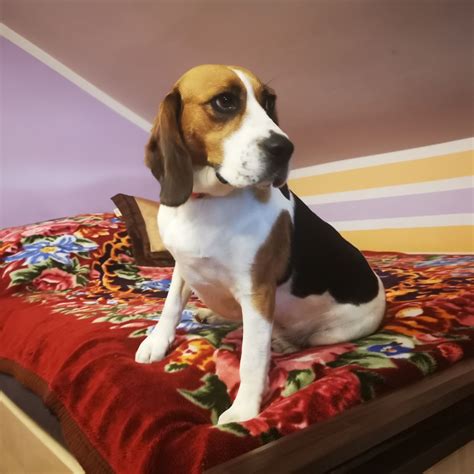 Beagle Tricolor Suczka Cz Stochowa Zawodzie D Bie Olx Pl