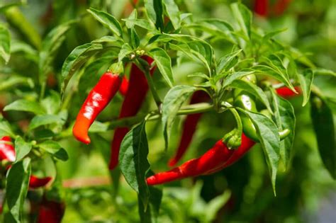 Cayenne Pepper: Heat, Flavor, Ingredient Pairings