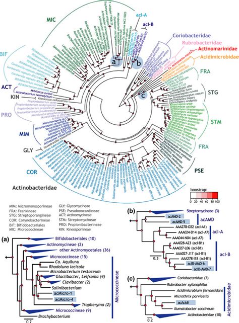 Phylogenomics Of The Phylum Actinobacteria Eighty Three Conserved