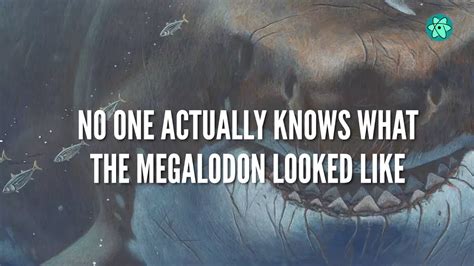 No One Actually Knows What The Megalodon Looked Like Youtube