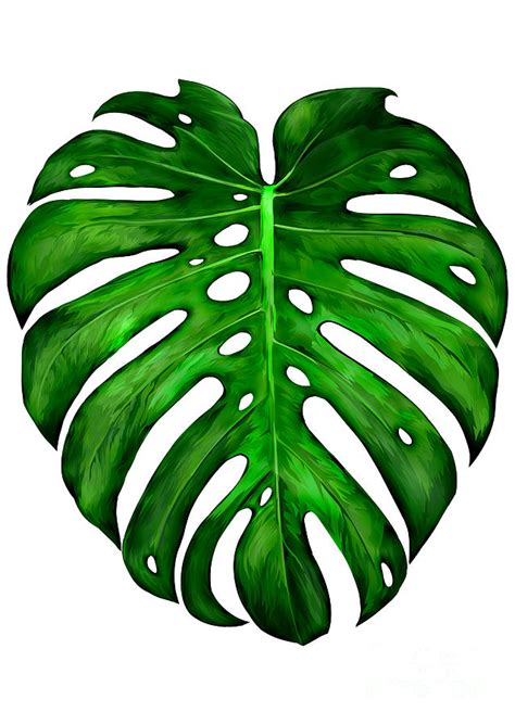 Monstera Deliciosa Painting Painting By Three Second