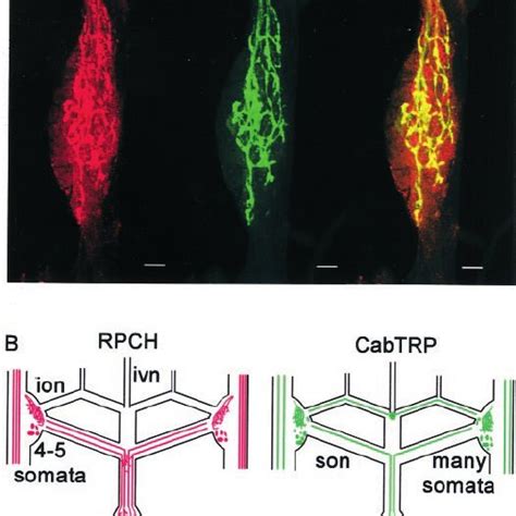 Schematic Of The Stomatogastric Nervous System And The Pyloric Rhythm