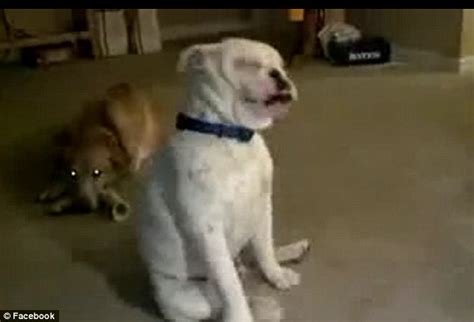 Adorable Video Of Deaf Bulldog Dancing To The Vibrations Of His Master