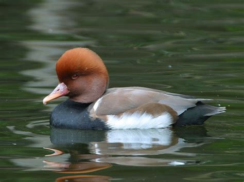 картинки : воды, пустыня, крыло, река, Дикая природа, плавать ...