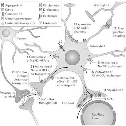 Schematic Representation Of A Muscarinic M Receptor From Cholinergic