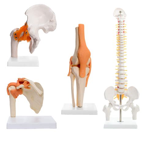 Buy Kay Kay Industries Set Of Cms Spine Model Life Size