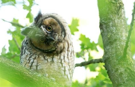 31 Interesting Owls Facts You Don T Want To Miss I Owlsfact