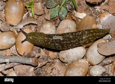 Yellow Slug Limax Flavus Stock Photo Alamy