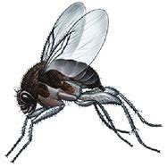 Phorid Flies, Household Phorid Fly Control & Identification