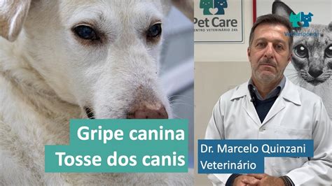 Vet Responde Gripe Canina E Tosse Dos Canis Dr Marcelo Quinzani