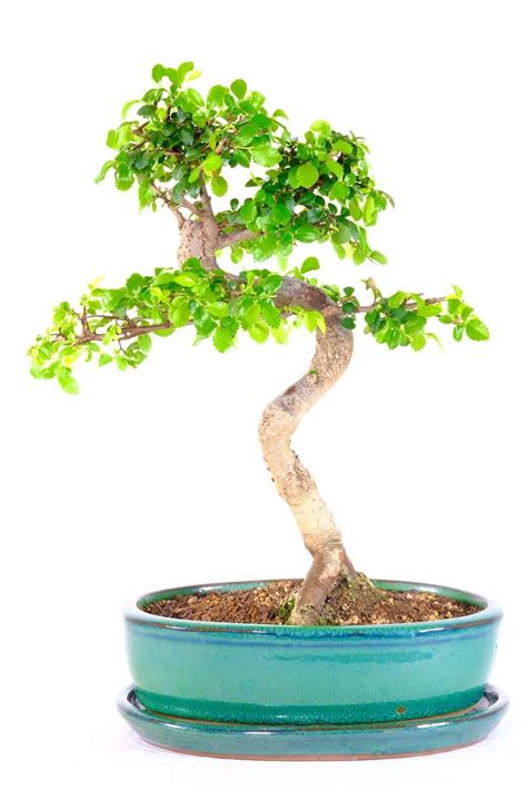 Well Defined Chinese Elm Bonsai With Fresh Foliage Uk