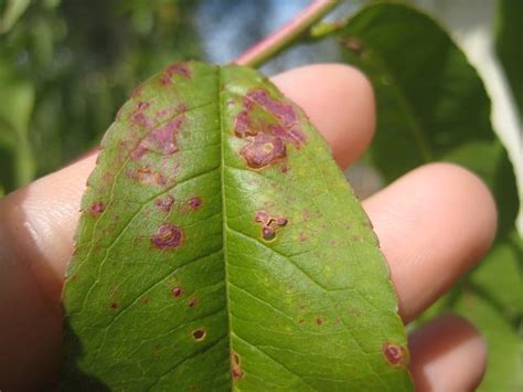 10 Peach Tree Diseases and How to Treat Them – Rhythm of the Home