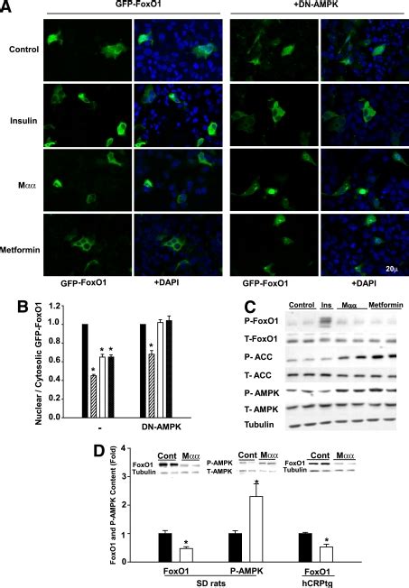 Nuclear exclusion and decrease in cellular FoxO1 induced by Mαα A and