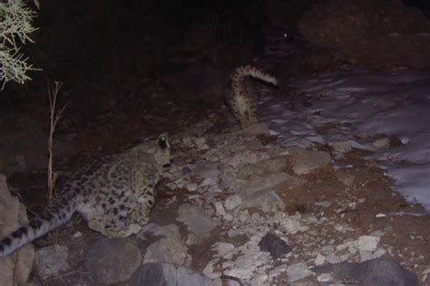 Snow Leopards And Other Mammals Caught On Camera Trap In Uzbekistan