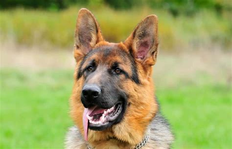 Is Your Home Ideal for a German Shepherd? – German Shepherd Country