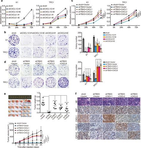 CXCR2 Ligands Function Downstream Of TBX3 And Promote Tumor Cell