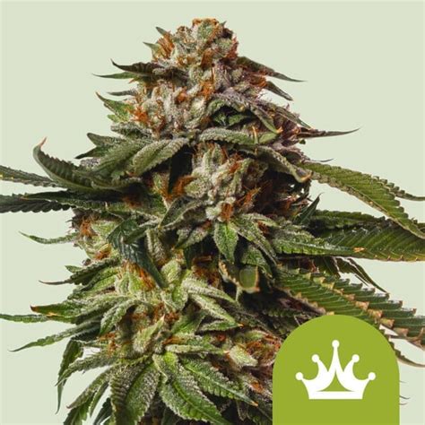 Special Queen Auto Cannabis Seeds For Sale North Atlantic Seed Co