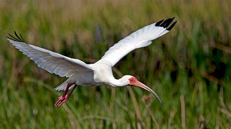 Live How Rare Wild Crested Ibis Welcome New Chicks CGTN