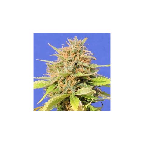 Auto Girl Scout Cookies Original Sensible Seeds Semilla Feminizada