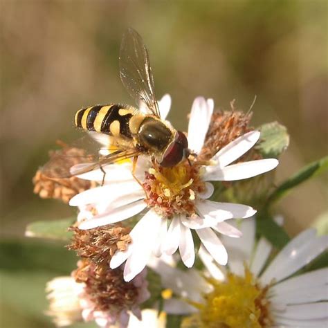 epistrophe grossulariae syrphus bugguidenet
