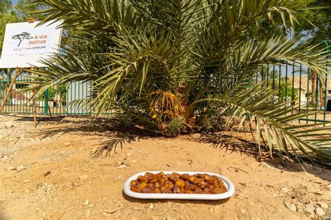 Scientists Grow Fresh Dates From A Th Bce Seed Israel C