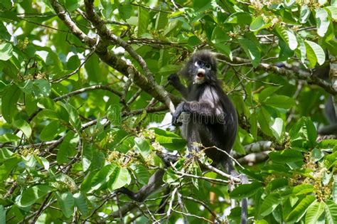 Dusky Leaf Monkey Or Spectacled Langur Sitting On The Tree In The