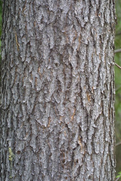 Lodgepole Pine Bark Branch Decor How To Dry Basil Pine Cones