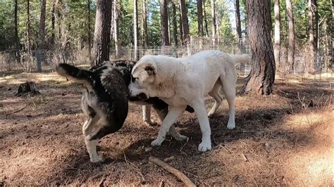 Central Asian Shepherds Life In Country Alabai Puppies Of Oregon