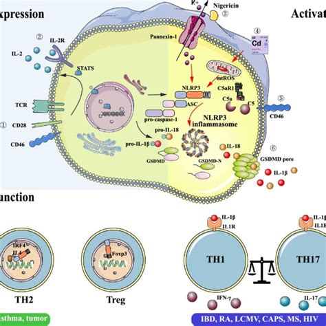 Nlrp Inflammasome In Cd T Lymphocytes Expression Of Nlrp