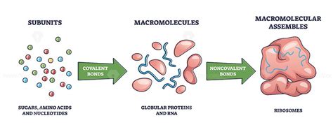 Macromolecules Formation From Subunits To Ribosomes As Macromolecular