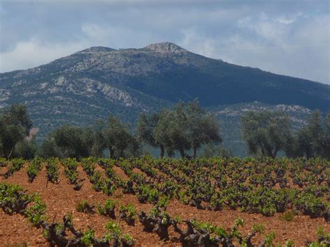 Vineyard near Montes de Toledo, Castilla-La Mancha. Image by Mssoller ...