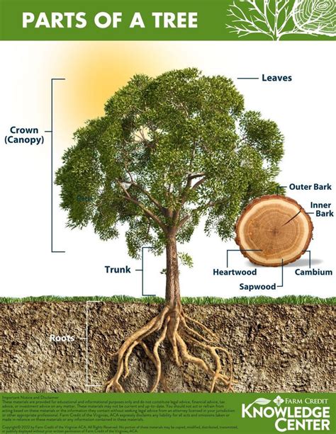 Learn The Different Parts Of A Tree And Their Importance To Tree Growth