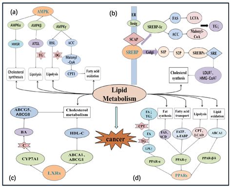 lipid metabolism  cancer