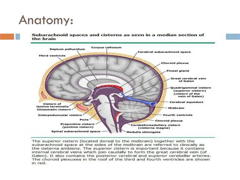 PPT - Hydrocephalus PowerPoint Presentation, free download - ID:629607