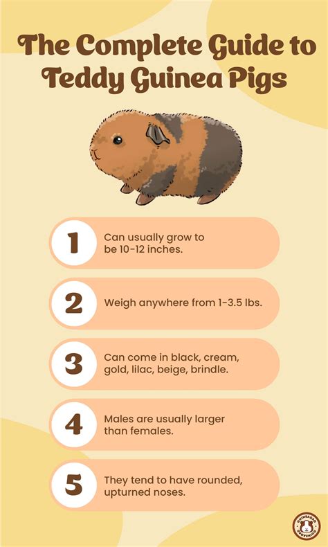 can guinea pig stressed step by step 5