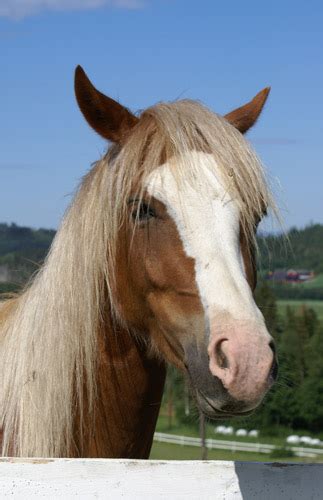 Horse Face Markings The Equinest