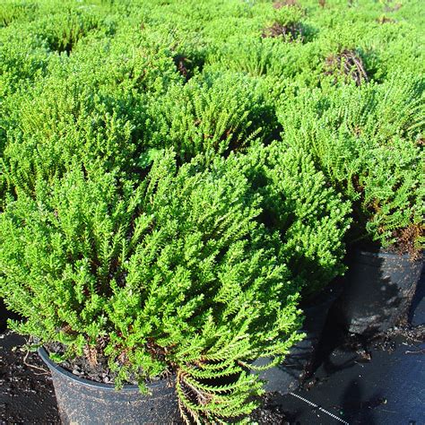 Hebe Emerald Gem — Kauri Park