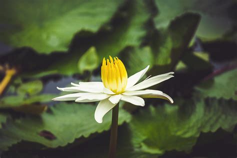 White lotus flower 1484654 Stock Photo at Vecteezy