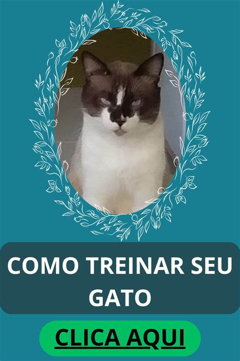 Um M Todo F Cil E Pr Tico De Treinar Seu Gato Aprenda A Regra De Ouro