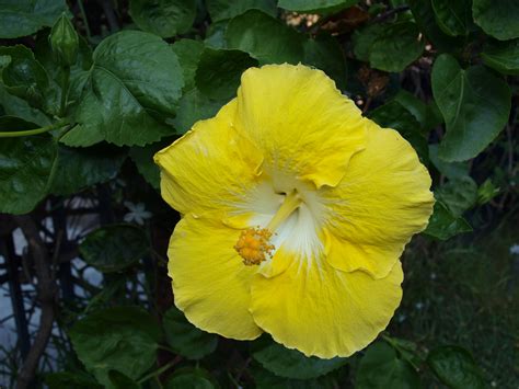 Hibiscus Rosa Sinensis Kinchens Yellow Hibiscus Rosa Sinensis Hibiscus Gardening Tips