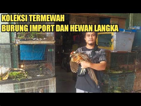 Survey Harga Burung Terbaru Spesialis Burung Langka Dan Import Di Pasar