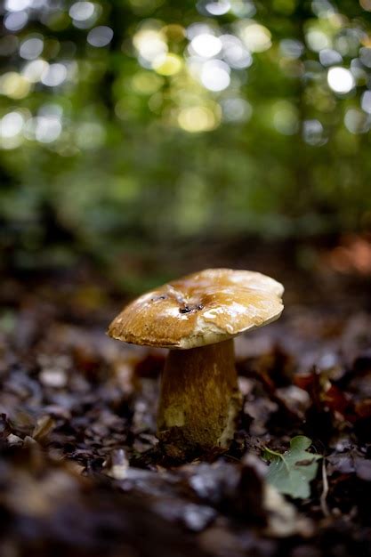 Hongos Blancos En El Bosque Sobre Un Fondo De Hojas Luz Del Sol