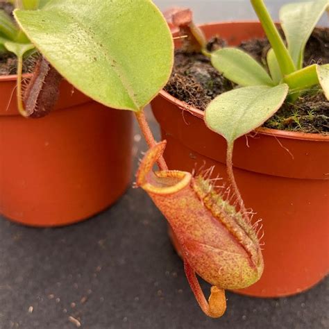 Nepenthes Lowii X Ventricosa Carnivora Vendita Piante Online